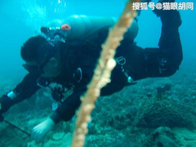 幻想森林逃生